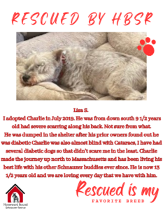 Rescued dog by HBSR